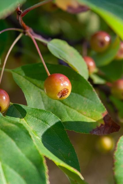 以內線強勢 以內線強勢