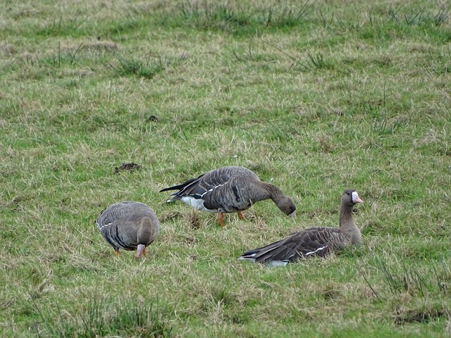 和班凯罗的 和班凯罗的